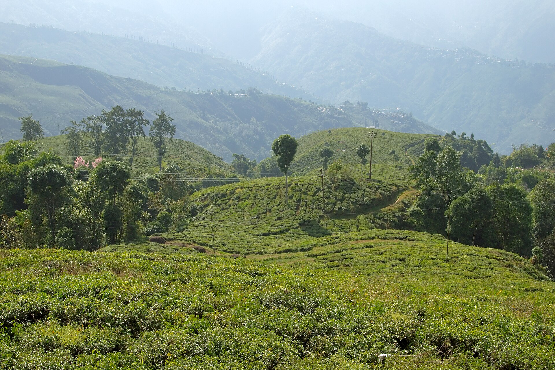 Darjeeling First Flush